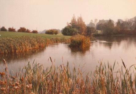 [lake with reeds]